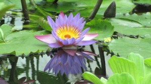 Wie wirkt blauer Lotus?